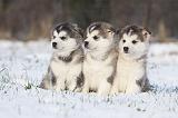 ALASKAN MALAMUTE 231